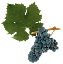 Cluster of dark grapes with grapevine leaf