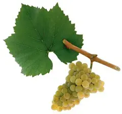 Cluster of green grapes with leaf