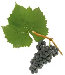 Bunch of dark grapes and green leaf