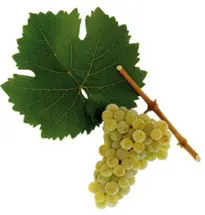 Bunch of green grapes with grape leaf