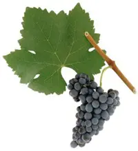 Cluster of dark grapes with green leaf