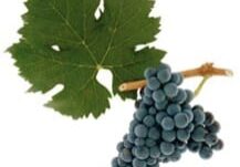 Cluster of dark grapes with grapevine leaf
