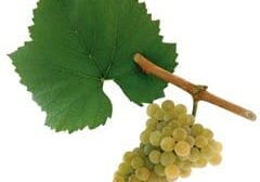Cluster of green grapes with leaf