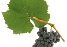 Bunch of dark grapes and green leaf