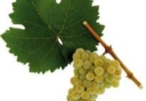 Bunch of green grapes with grape leaf