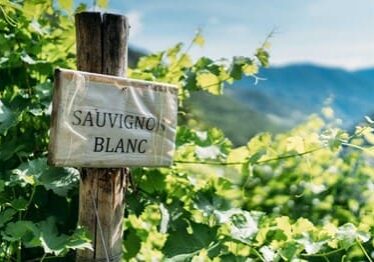 Sauv Blanc