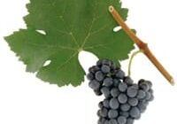 Cluster of dark grapes with green leaf